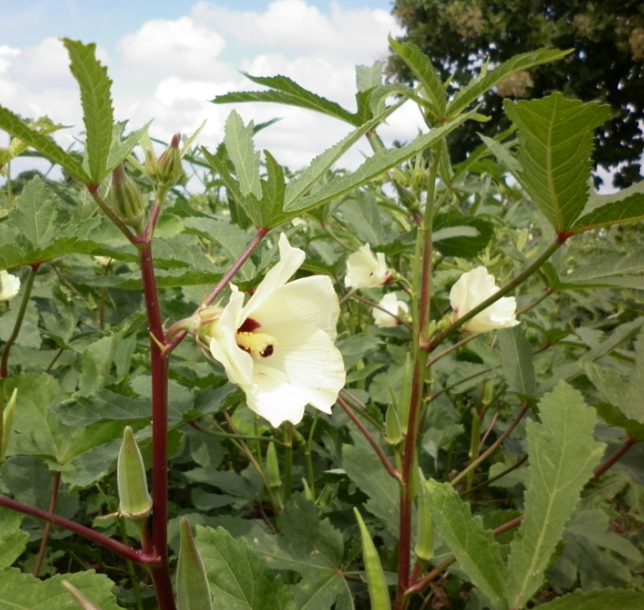 Okra (Abelmoschus esculentus) 'Clemson Spineless'