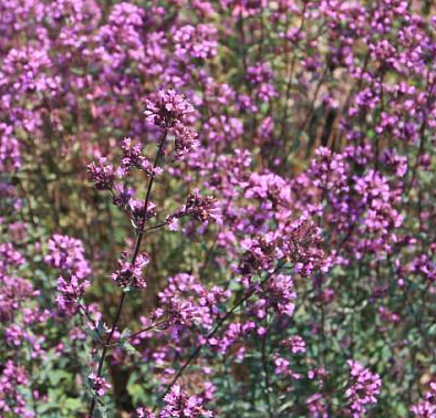 Origanum (Oregano) laevigatum 'Hopley's'