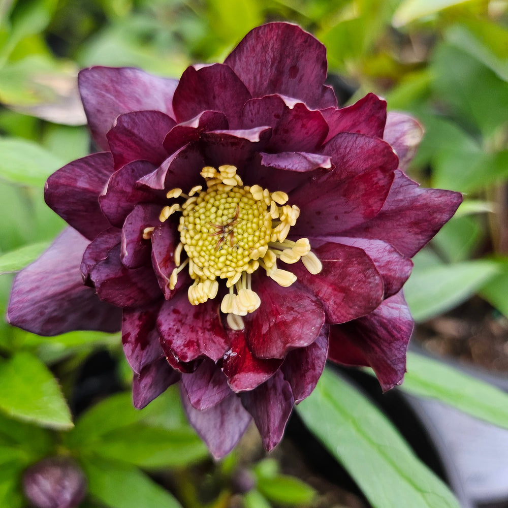 Helleborus (Hellebore) x hybridus 'Double Slate'