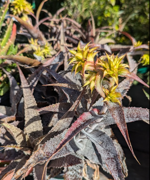 Orthophytum magalhaesii