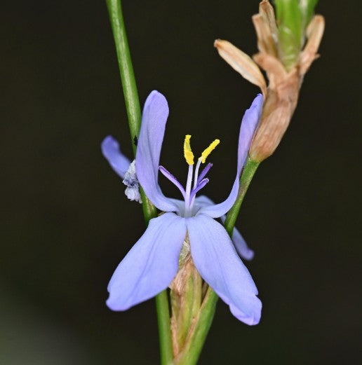 Orthrosanthus multiflorus