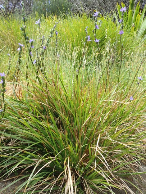 Orthrosanthus multiflorus