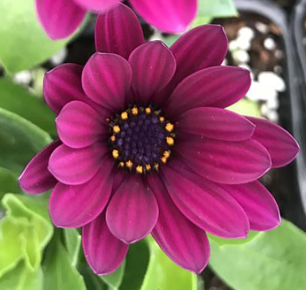 Osteospermum ecklonis Ostica 'Burgundy'