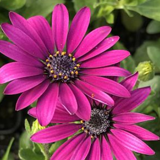 Osteospermum ecklonis Ostica 'Purple'