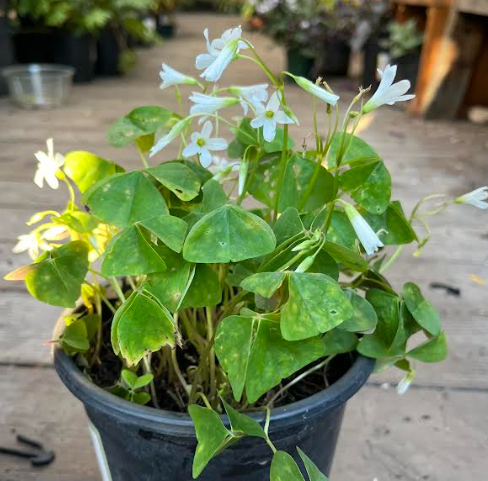 Oxalis regnellii