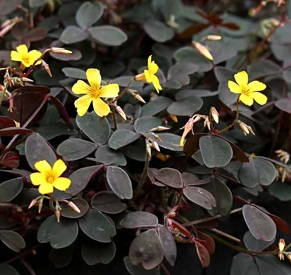 Oxalis siliquosa (vulcanicola) 'Burgundy'