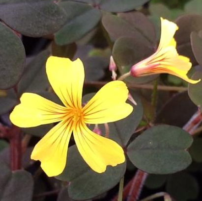 Oxalis siliquosa (vulcanicola) 'Burgundy'