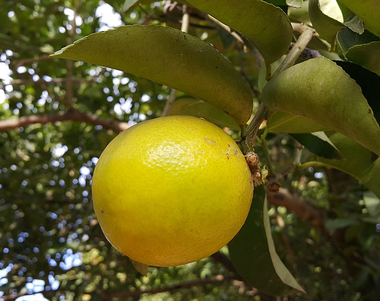 Citrus Palestine Sweet Lime