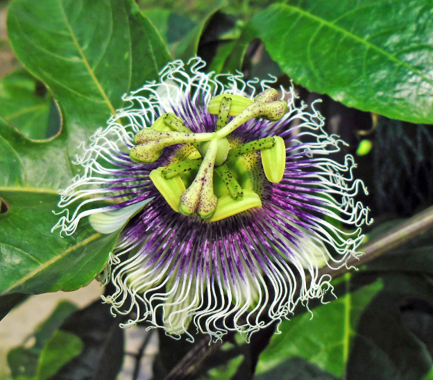 Passiflora edulis 'Possum Purple'