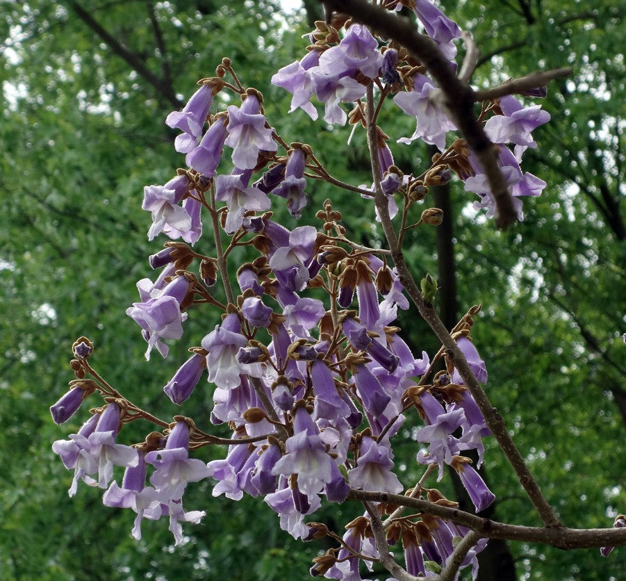 Paulownia tomentosa
