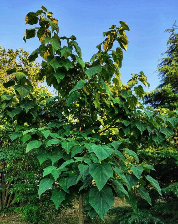 Paulownia tomentosa