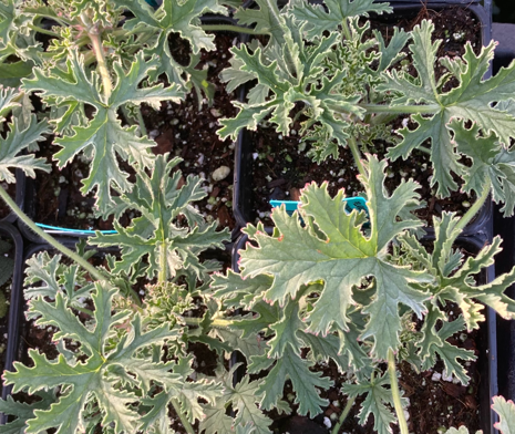 Pelargonium graveolens 'Lady Plymouth Variegated'