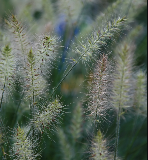 Pennisetum alopecuroides 'Little Bunny'