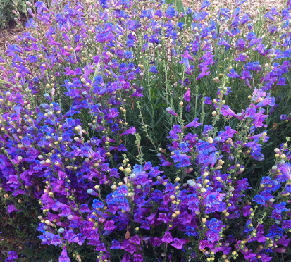 Penstemon heterophyllus 'Margarita BOP'