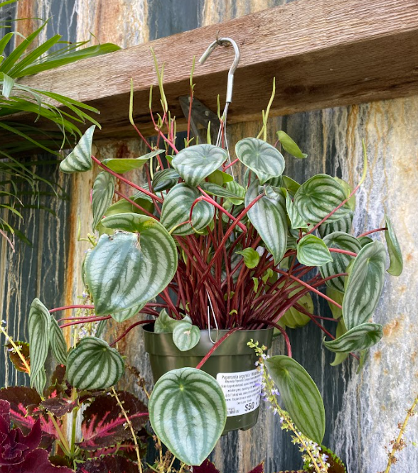 Peperomia argyreia ‘Watermelon’