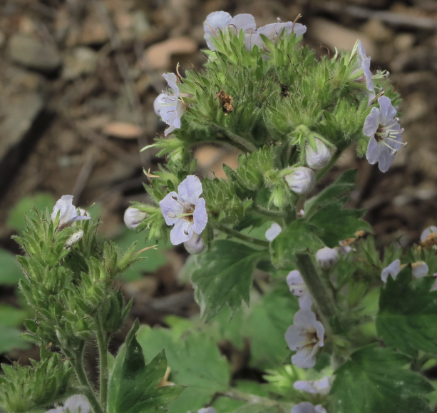 Phacelia bolanderi