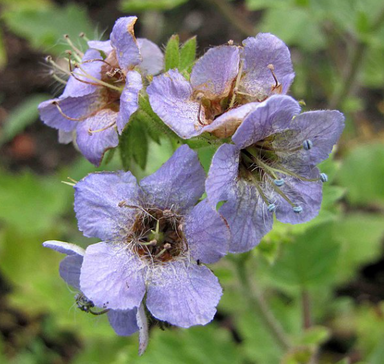 Phacelia bolanderi