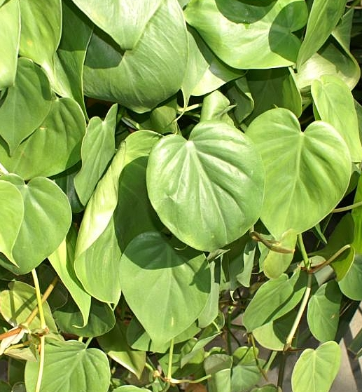 Philodendron hederaceum (pittieri) var. hederaceum