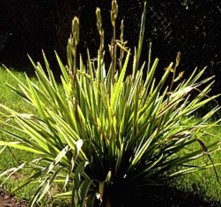 Phormium 'Duet'