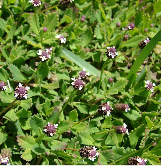 Phyla nodiflora (Lippia repens, Lippia n. 'Kurapia')