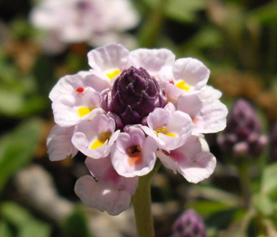 Phyla nodiflora (Lippia repens, Lippia n. 'Kurapia')