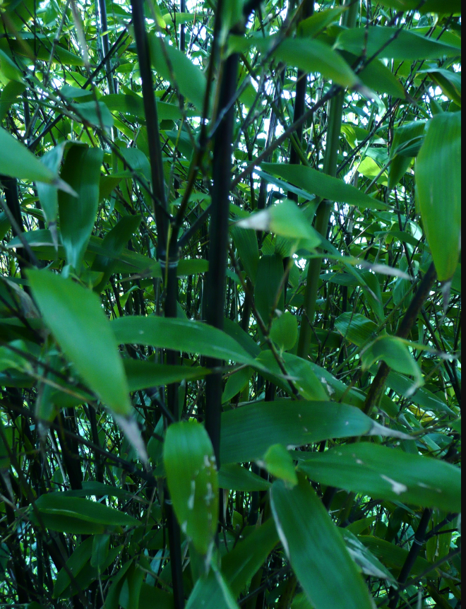 Phyllostachys nigra