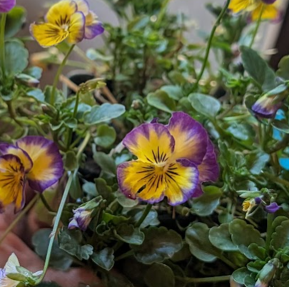 Viola cornuta 'Penny Primrose Picotee'