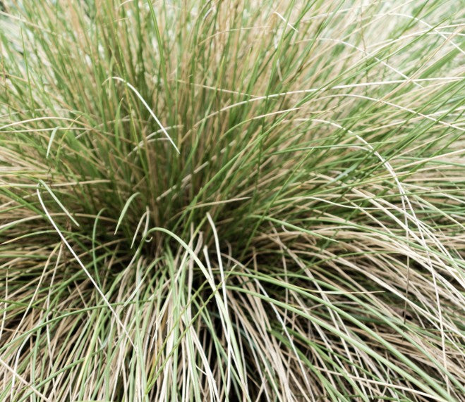 Muhlenbergia dubia