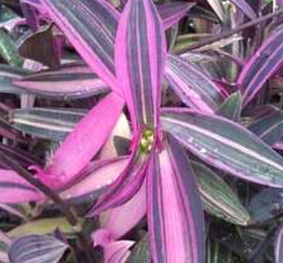 Tradescantia (Setcreasea) pallida 'Pink Stripes'