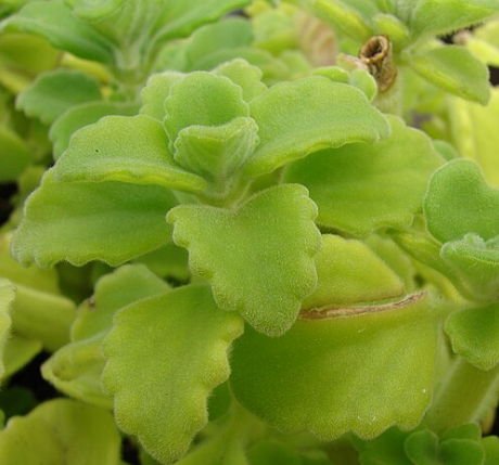 Coleus (Plectranthus) amboinicus