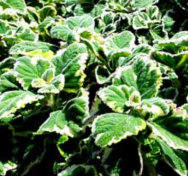 Plectranthus forsteri 'Aureus Variegatus'