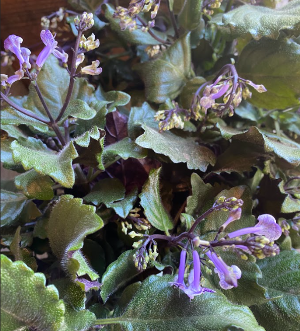 mona lavender plectranthus plant Plectranthus 'Mona Lavender' – Heron's Head Nursery