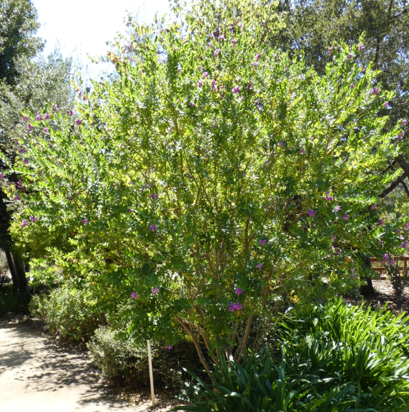 Polygala myrtifolia 'Grandiflora'