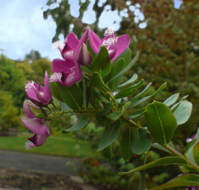 Polygala myrtifolia 'Grandiflora' – Heron's Head Nursery