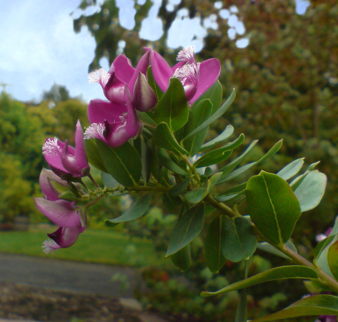 Polygala myrtifolia 'Grandiflora'