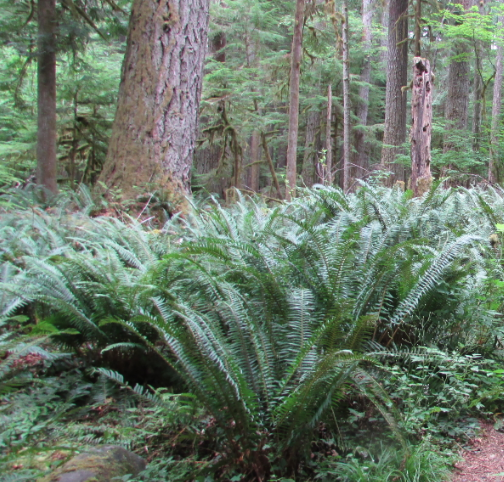Polystichum munitum