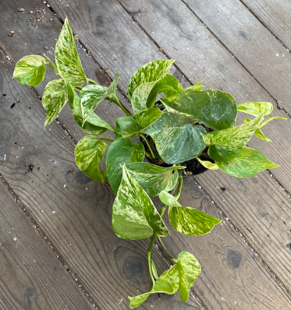 Epipremnum pinnatum (Pothos) ‘Marble Queen’