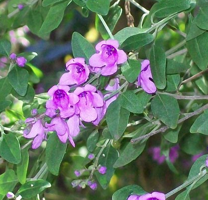 Prostanthera ovalifolia