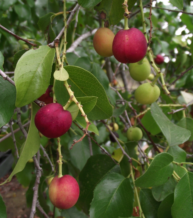 Prunus ilicifolia ssp. lyonii