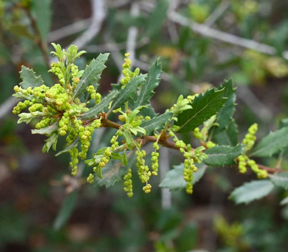 Quercus berberidifolia