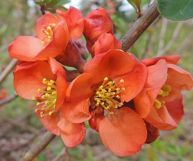 Chaenomeles 'Contorta'