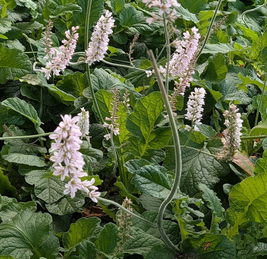 Francoa appendiculata (ramosa) var. ramosa