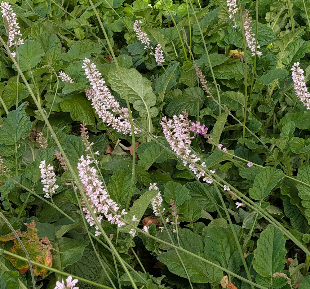 Francoa appendiculata (ramosa) var. ramosa