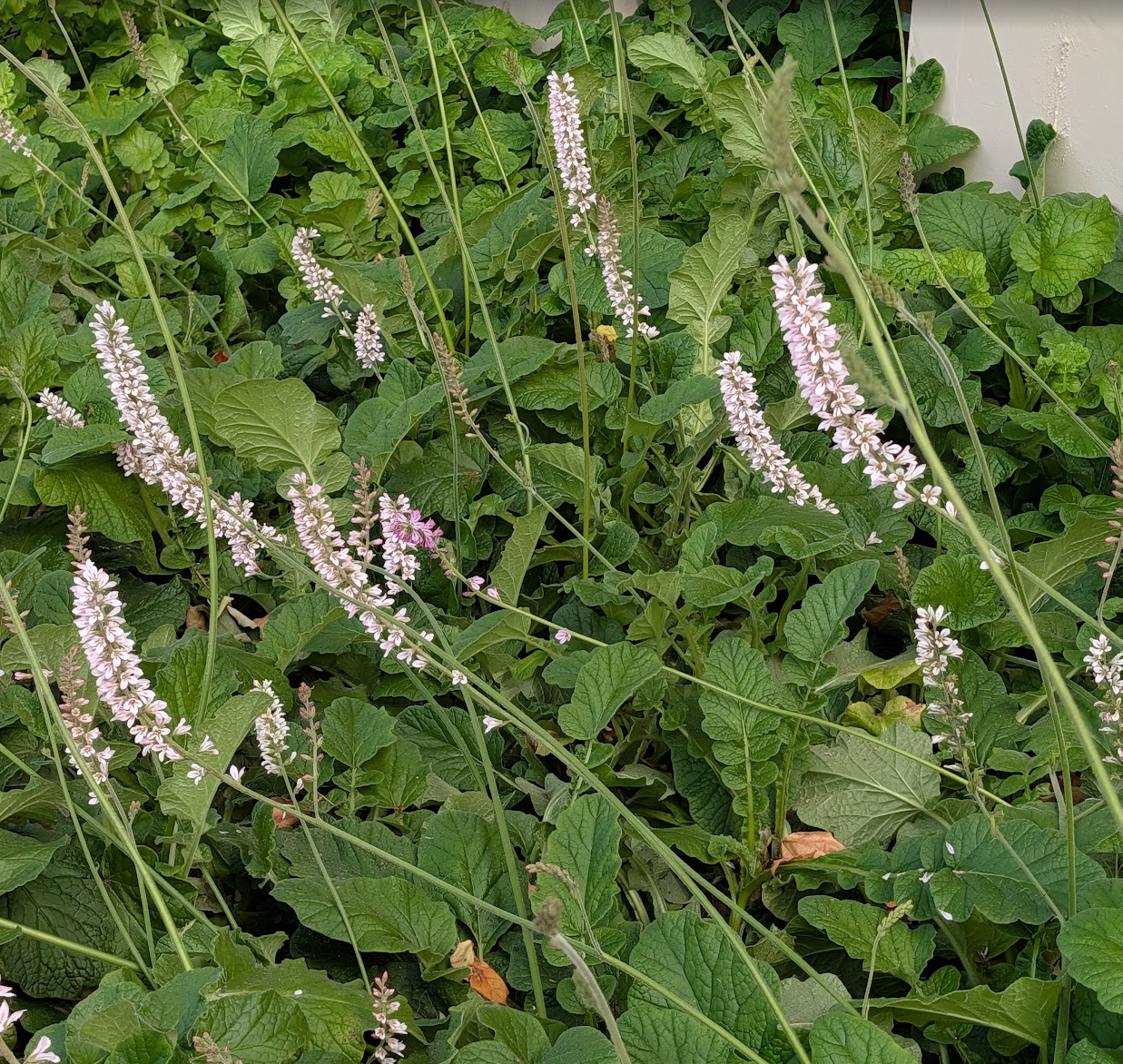 Francoa appendiculata (ramosa) var. ramosa