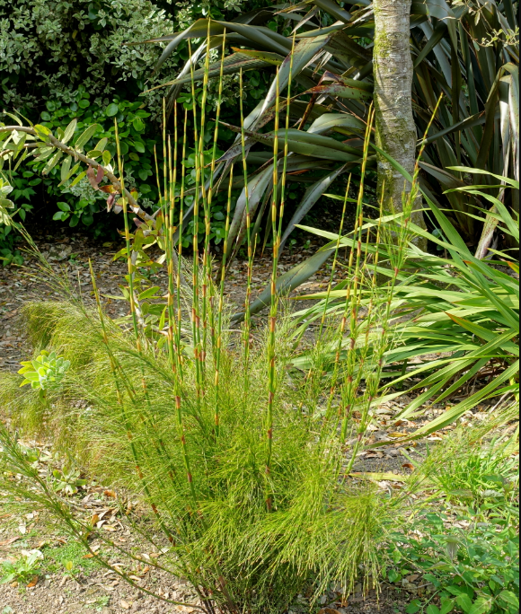 Restio (Ischyrolepis) subverticillata