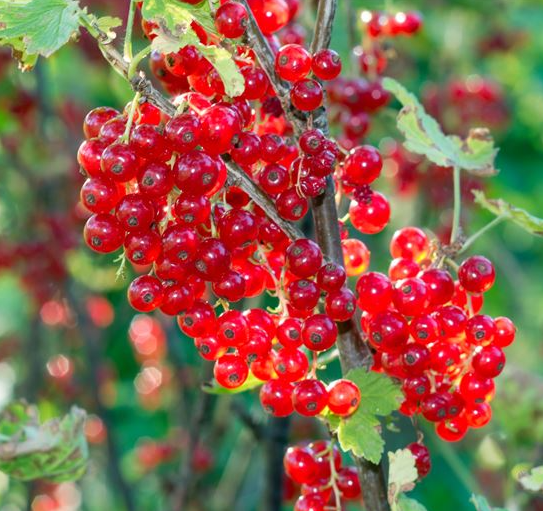 Ribes rubrum 'Red Lake'