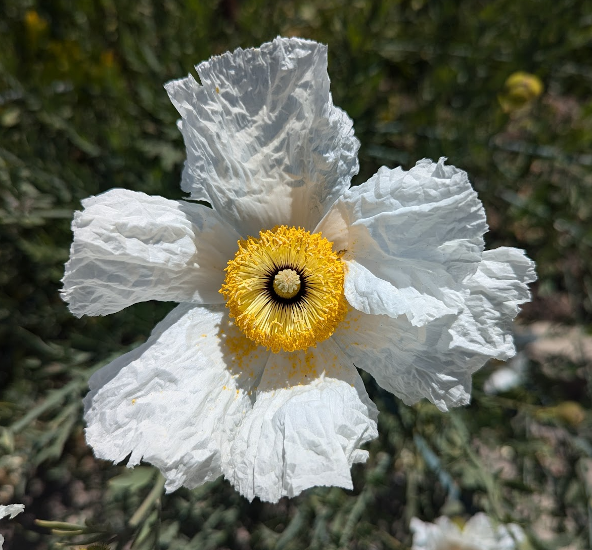 Romneya Coulteri