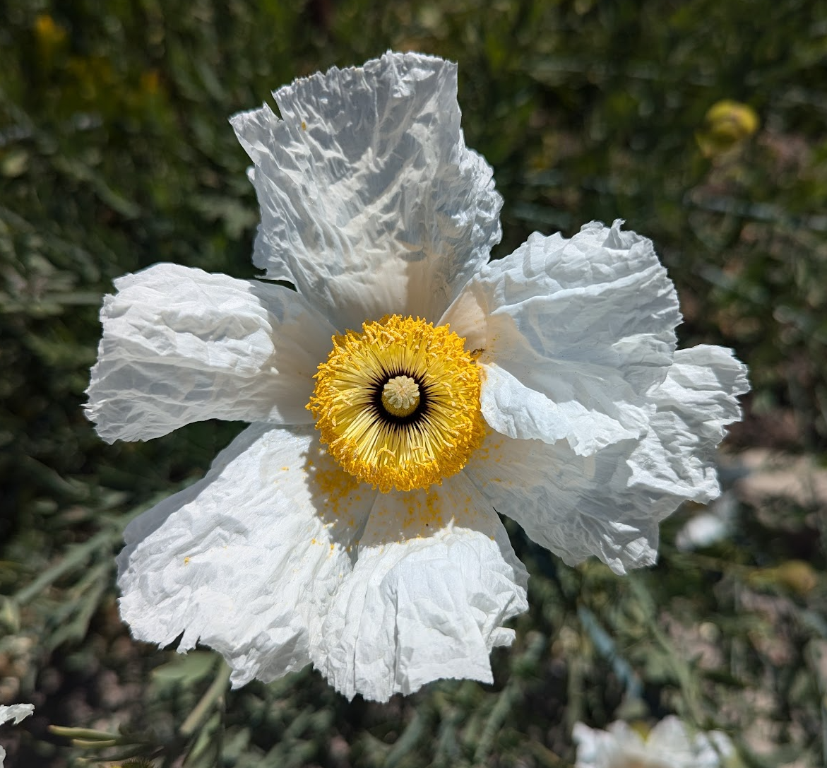 Romneya coulteri