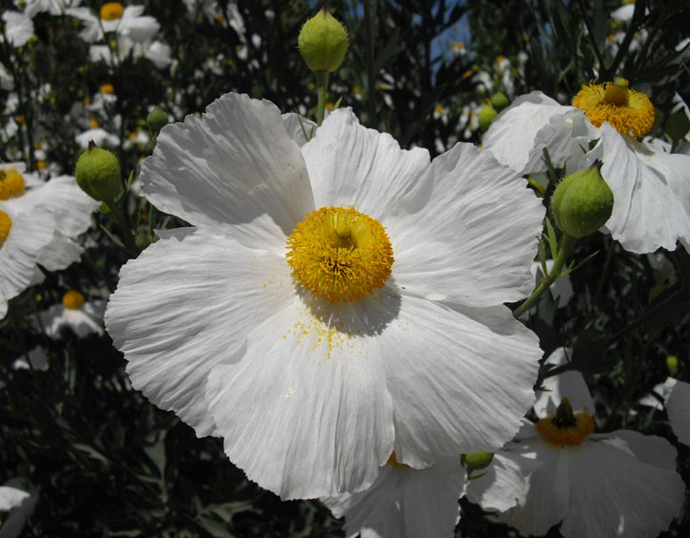 Romneya Coulteri - Thumbnail 3