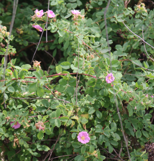 Rosa (Rose) californica